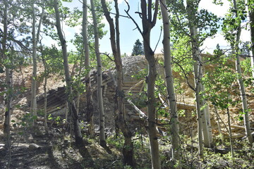 Aspen Trees in Colorado Forest