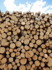 logs cut and stacked in the industrial sawmill for the production of construction lumber