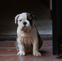 Cachorro Bulldog