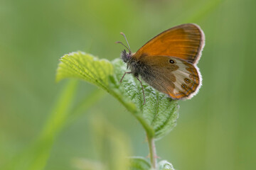 Pearly Heath (Coenonympha arcania) resting on leaf with closed wings