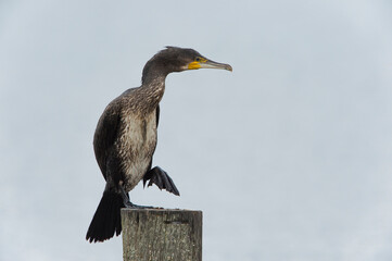 Great Cormorant (Phalacrocorax carbo) perched on a wooden pole in a lake on one foot