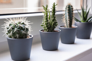 Cactus and succulent, green home plants.
