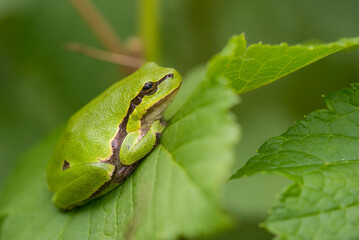 European Tree Frog (Hyla arborea) resting on a leaf