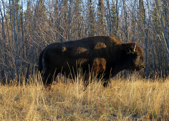 Big male bison on spring migration route