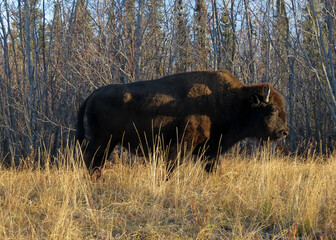 Big male bison on spring migration route © Arc