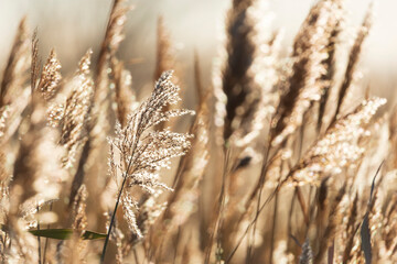 Fototapeta premium Diaccia Botrona - Maremma