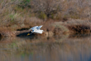 Diaccia Botrona - Maremma