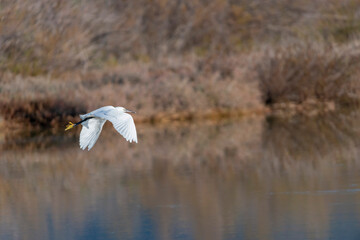 Diaccia Botrona - Maremma