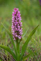 Naklejka premium Early Marsh Orchid (Dactylorhiza incarnata) flowering in a dune-valley