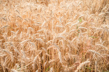 Blurred grain background. Summer orange grain on field. 