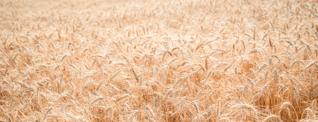 Blurred grain background. Summer orange grain on field