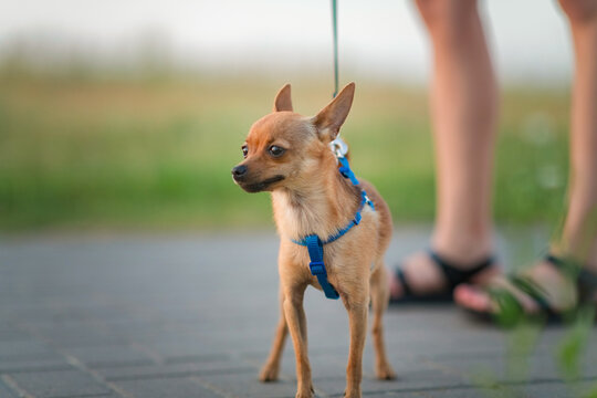 A small beautiful purebred Chihuahua hua stands on its hind legs for a walk on a leash.

