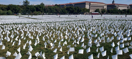 field of tulips