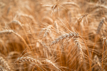 Blurred grain background. Summer orange grain on field. 