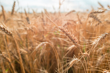 Blurred grain background. Summer orange grain in field. 