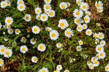 Lots of blooming daisies on a warm spring day.