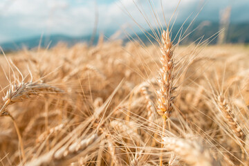 Fototapeta premium Blurred grain background. Summer orange grain in field