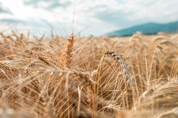 Fototapeta premium Blurred grain background. Summer orange grain on field. 