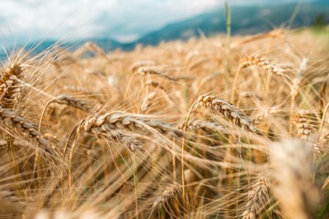 Blurred grain background. Summer orange grain in field