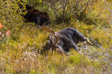 Bull Shiras Moose in Autumn in Wyoming