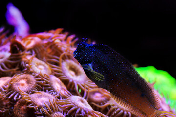 Starry Blenny or Snowflake Blenny fish - (Salarias ramosus) 