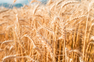 Blurred grain background. Summer orange grain in field. 