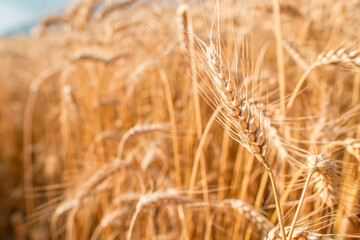 Blurred grain background. Summer orange grain in field