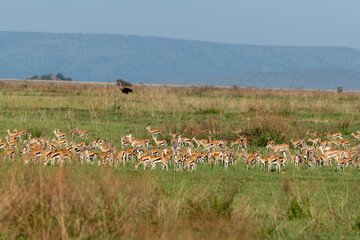 Gazelle migration in Africa