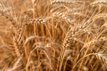 Blurred grain background. Summer orange grain in field.