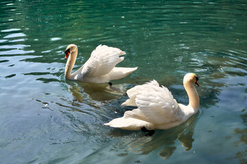 Dance of two swans on the pond.