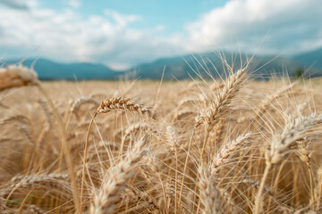 Fototapeta na wymiar Blurred grain background. Summer orange grain in field. 