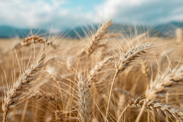 Blurred grain background. Summer orange grain in field