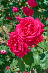Two dark pink roses in the summer garden.