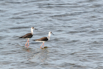 Pair of stilts in wild
