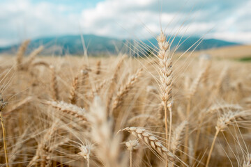 Blurred grain background. Summer orange grain in field