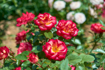 Many open yellow-red roses in the Botanical Garden.