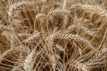 Blurred grain background. Summer orange grain in field.