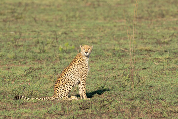 Fototapeta na wymiar cheetah in serengeti