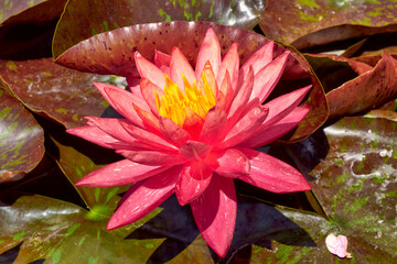 Large pink lotus in the summer garden.