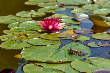 A large frog against the background of a dark pink water lily.