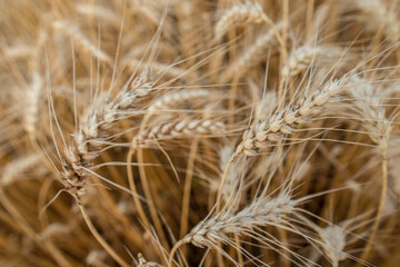 Blurred grain background. Summer orange grain in field.