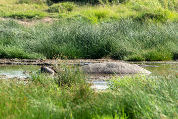 Hippo in grass and water