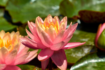 Pink water lilies on a pond in the summer garden.