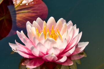 Large lotus flower on a quiet pond.