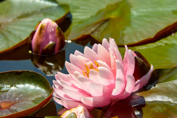 Lotus flowers in the foliage on the lake.