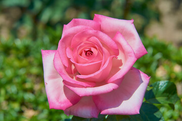 Pink rose on the flower bed of the garden.