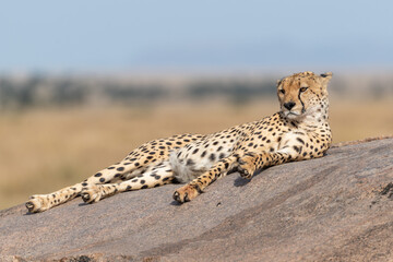 cheetah in serengeti national park