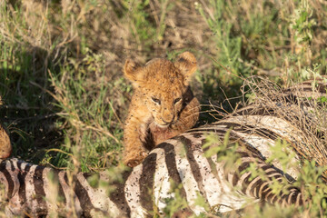 lion cub in serengeti national park