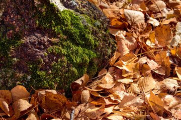 Moss and autumn leaves close up.