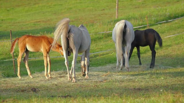 Group of Arabian horses grazing on green field, view from behind, one small foal trying to breed from mother near